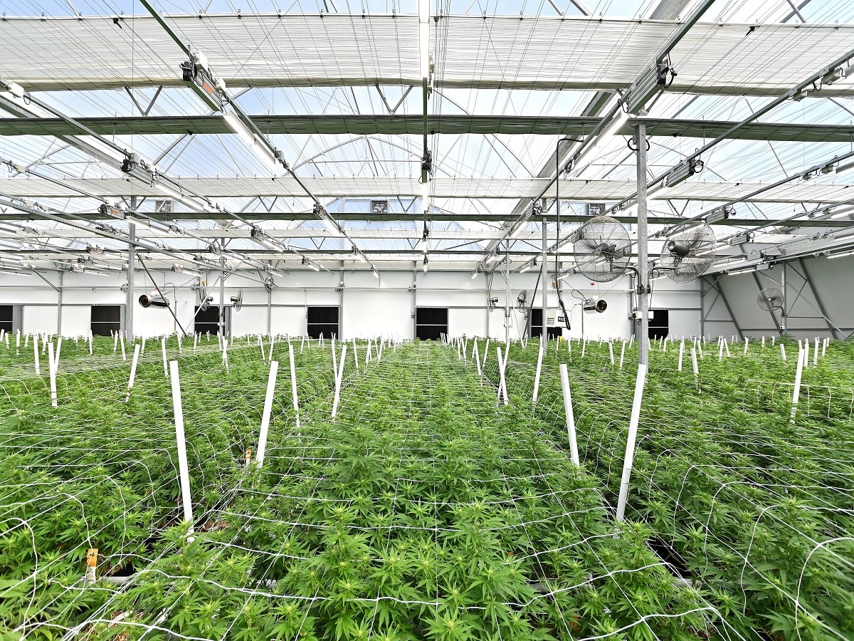 Do Fluence Fixtures Lead To Improved Product For Cannabis Cultivators 